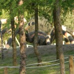 www.owadogigant.pl