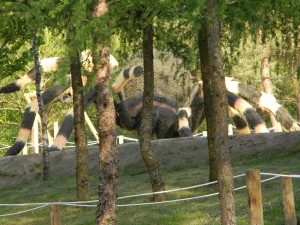 www.owadogigant.pl