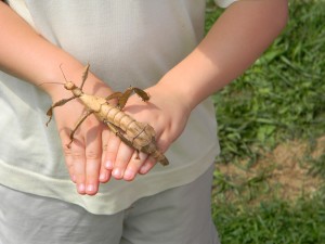 www.owadogigant.pl