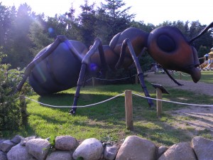 www.owadogigant.pl